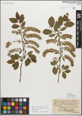 Foto von Salix myrsinifolia Salisb.